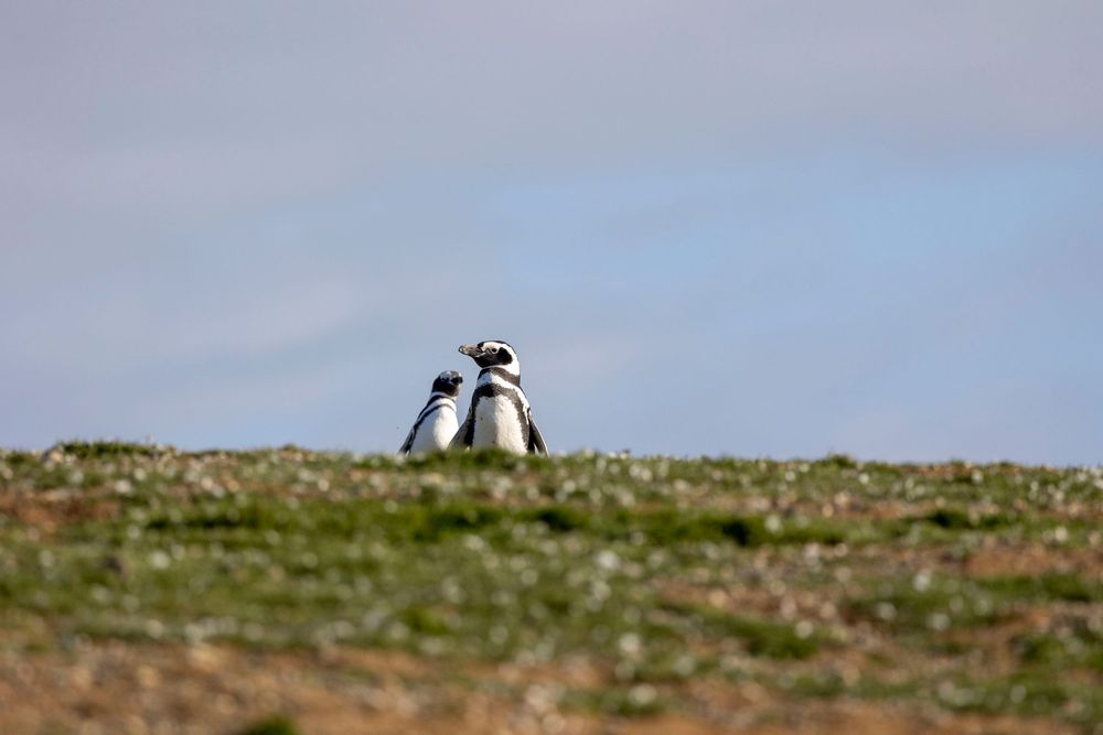 2 adorables pingüinos están juntos en una colina cubierta de hierba bajo un cielo amplio y despejado evocando una sensación de compañerismo