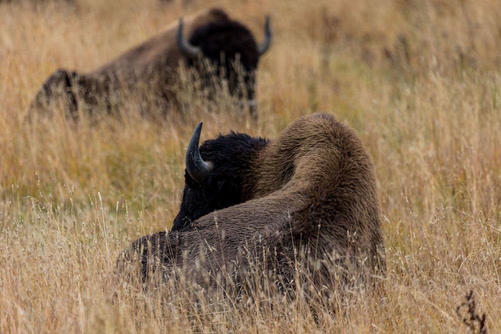 Una majestuosa manada de bisontes descansa plácidamente entre las doradas praderas bañadas por el sol, encarnando la fuerza serena