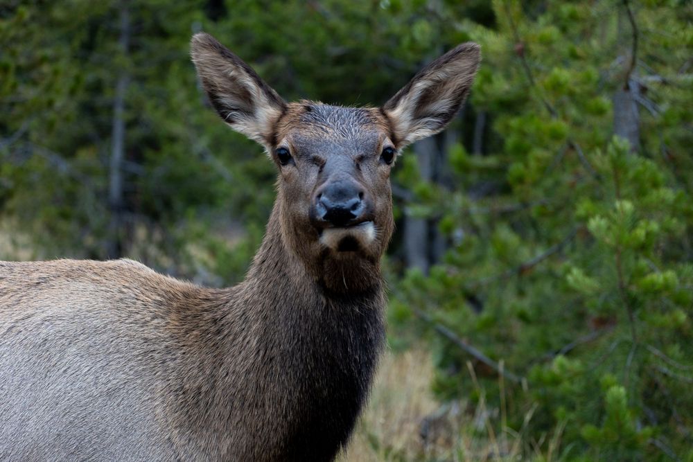 Un majestuoso alce se detiene en un frondoso bosque, mirando fijamente con ojos curiosos, capturando la serena belleza y el espíritu