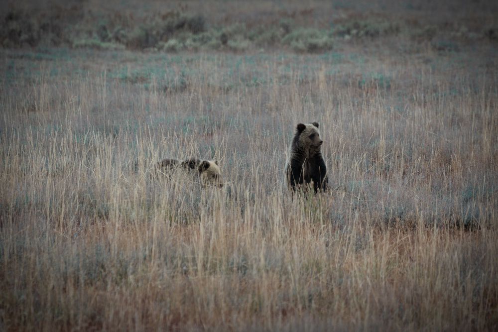 Los majestuosos osos pardos deambulan por las praderas salvajes, encarnando la naturaleza indómita y el impresionante poder de la vida