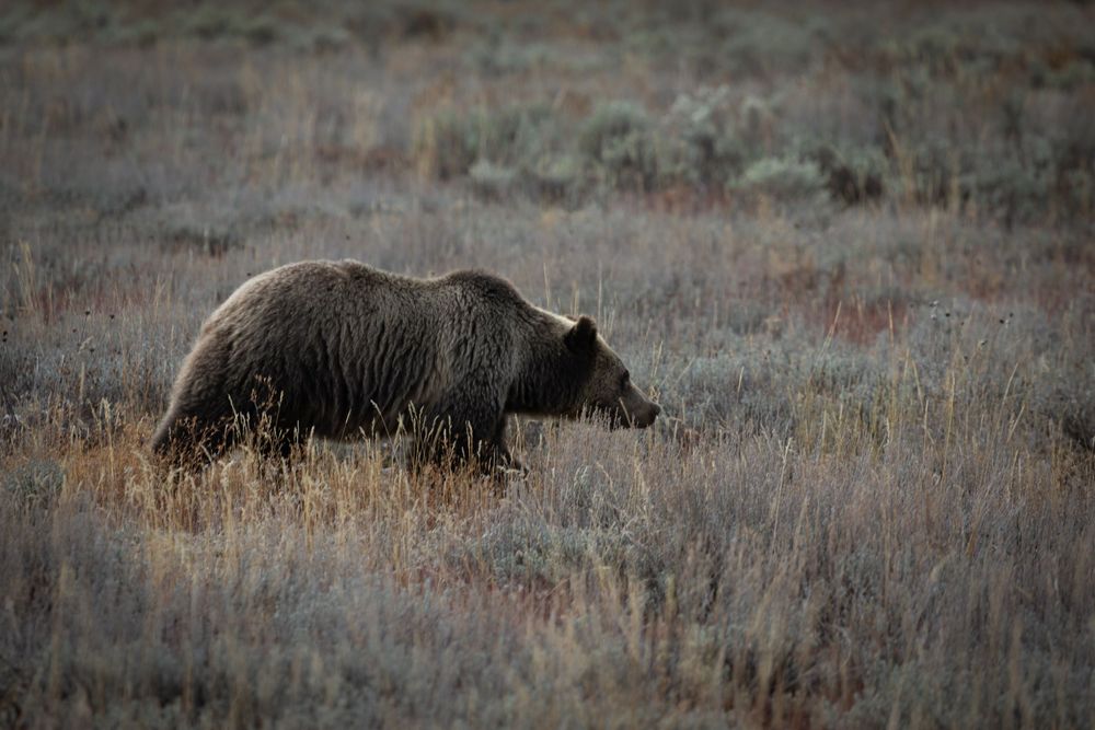 El majestuoso oso pardo deambula por la árida pradera salvaje de su hábitat natural, un poderoso símbolo de la naturaleza indómita.