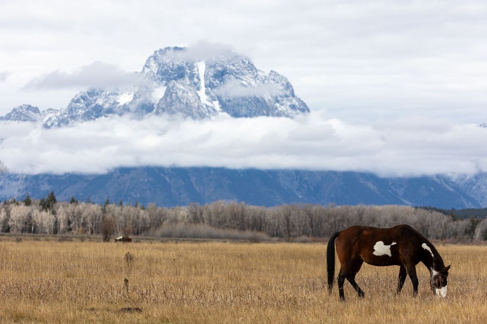 Un majestuoso caballo pasta en una pradera dorada con un telón de fondo de montañas nevadas y nubes brumosas, evocando la serena belleza.