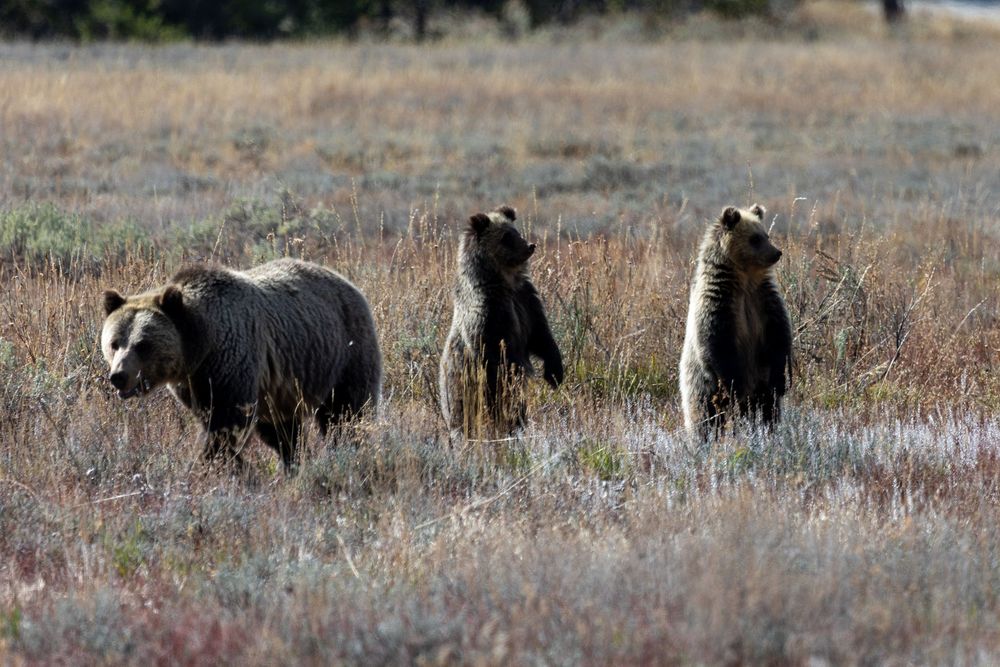 Una majestuosa osa grizzly guía a sus curiosos oseznos por una pradera bañada por el sol, un poderoso símbolo de la naturaleza salvaje .
