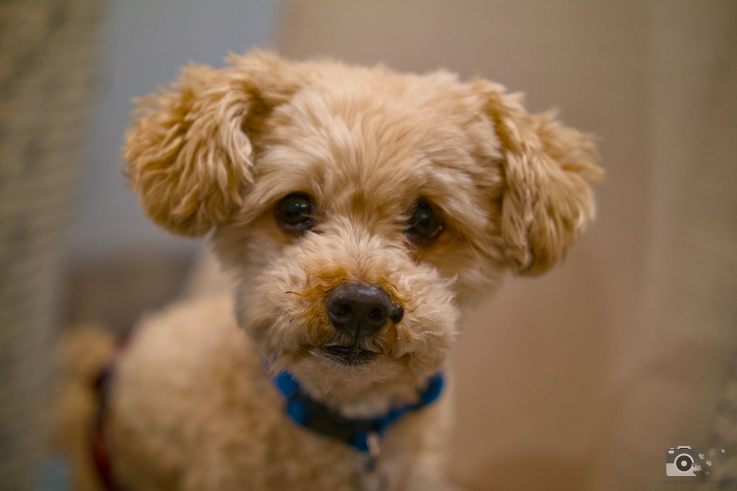 An adorable fluffy poodle mix wearing a blue collar looks directly at the camera.