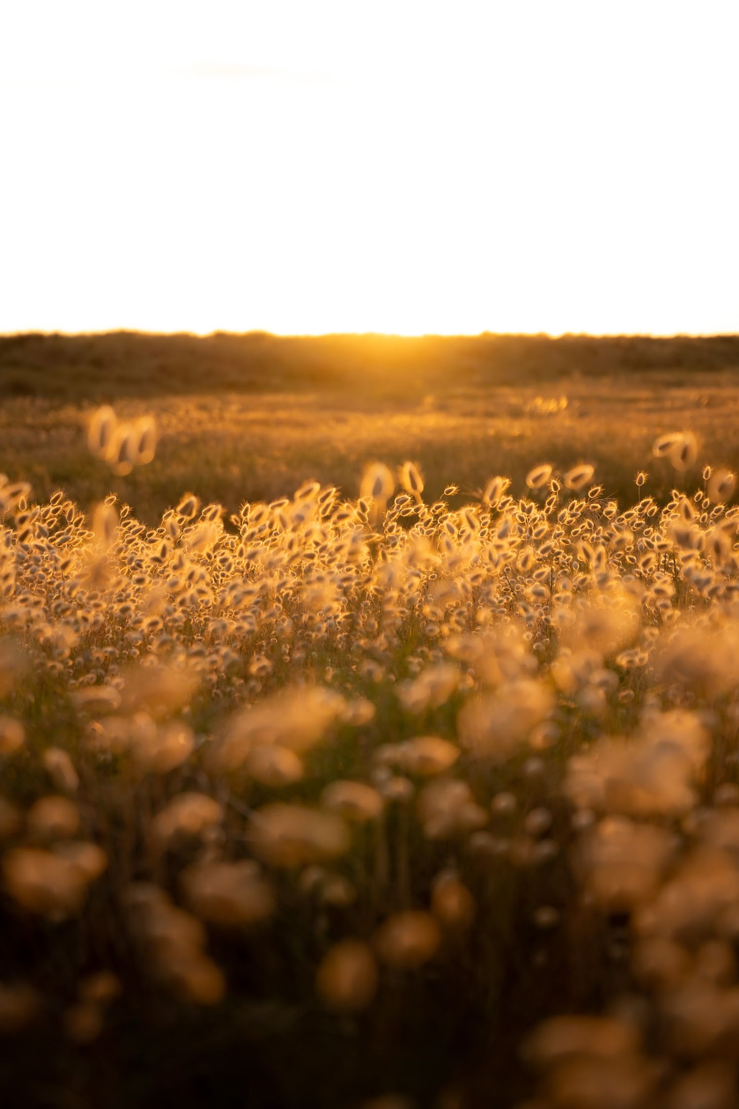 Champ de fleurs au coucher de soleil à la pointe d'Agon Coutainville dans le département de la Manche en Normandie - Cotentin.