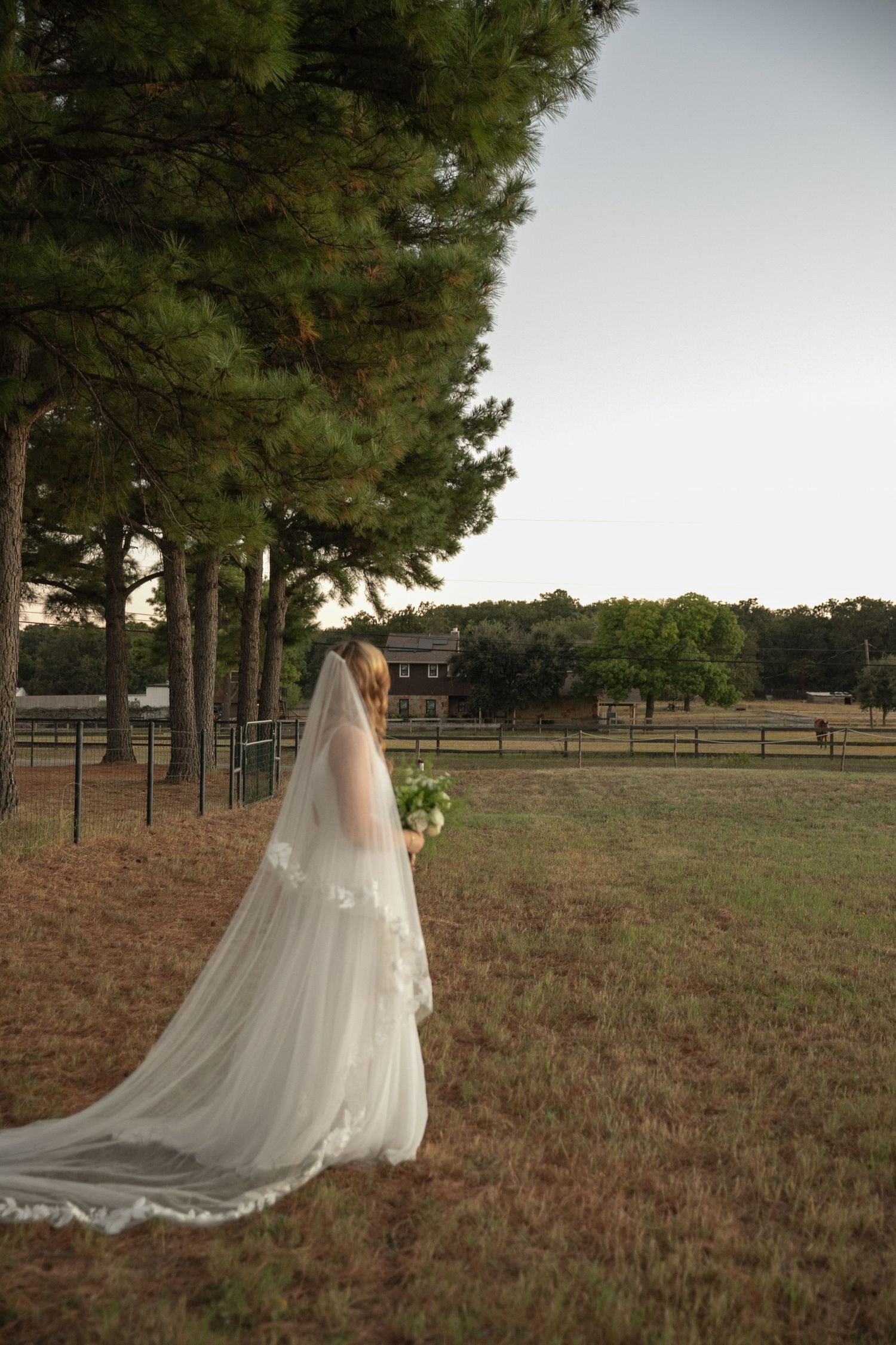Bride in white gown and long lace veil stands near tall pine trees in a rustic outdoor farm setting at dusk.