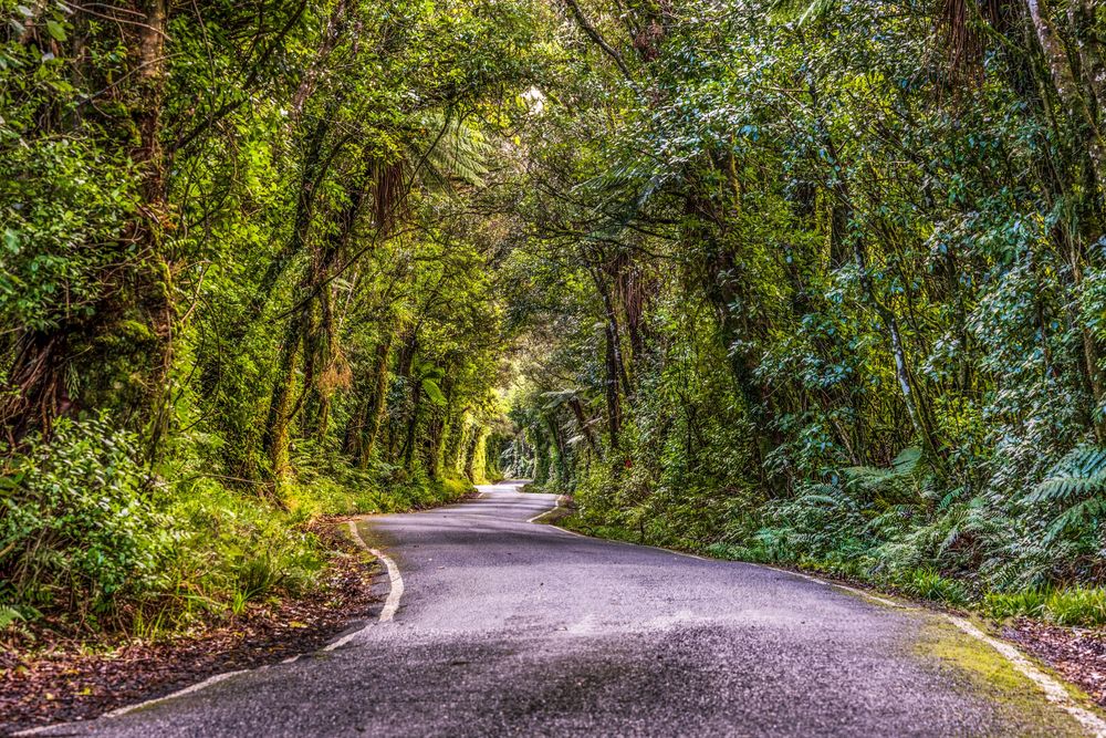A winding tree-lined path through a lush green forest creates a natural tunnel effect in summer.