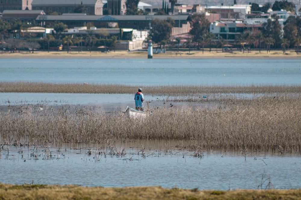 Person standing in a small white boat surrounded by tall reeds in a calm reflective wetland lake.