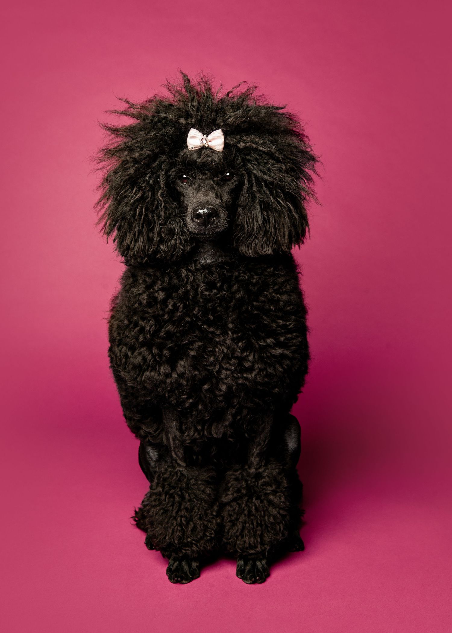 Photographer Red Deer, Alberta. Pet Photographer. Dog Photographer. Pet Portrait.  Professional Photographer. Miniature Poodle.