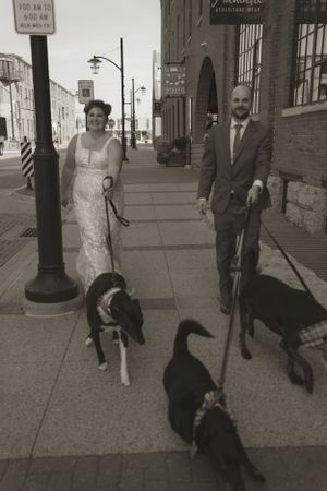 Wedding couple walking their black dog down a city sidewalk.