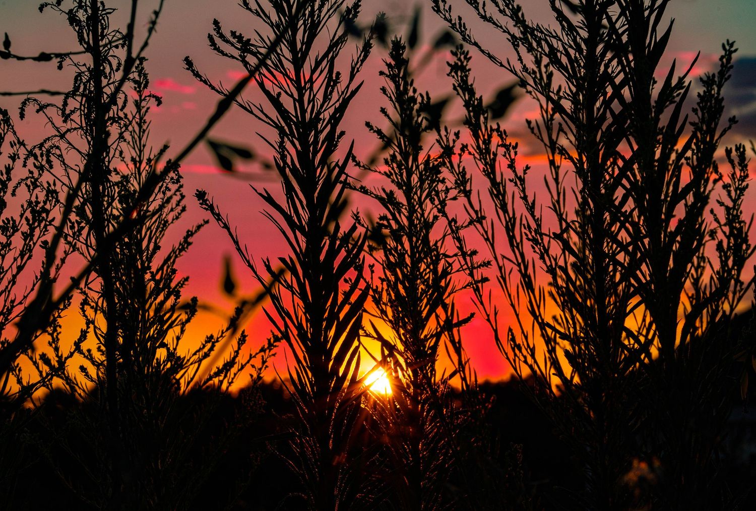 Silhouetted plants against a vibrant orange and red sunset sky with glowing sun peeking through branches.