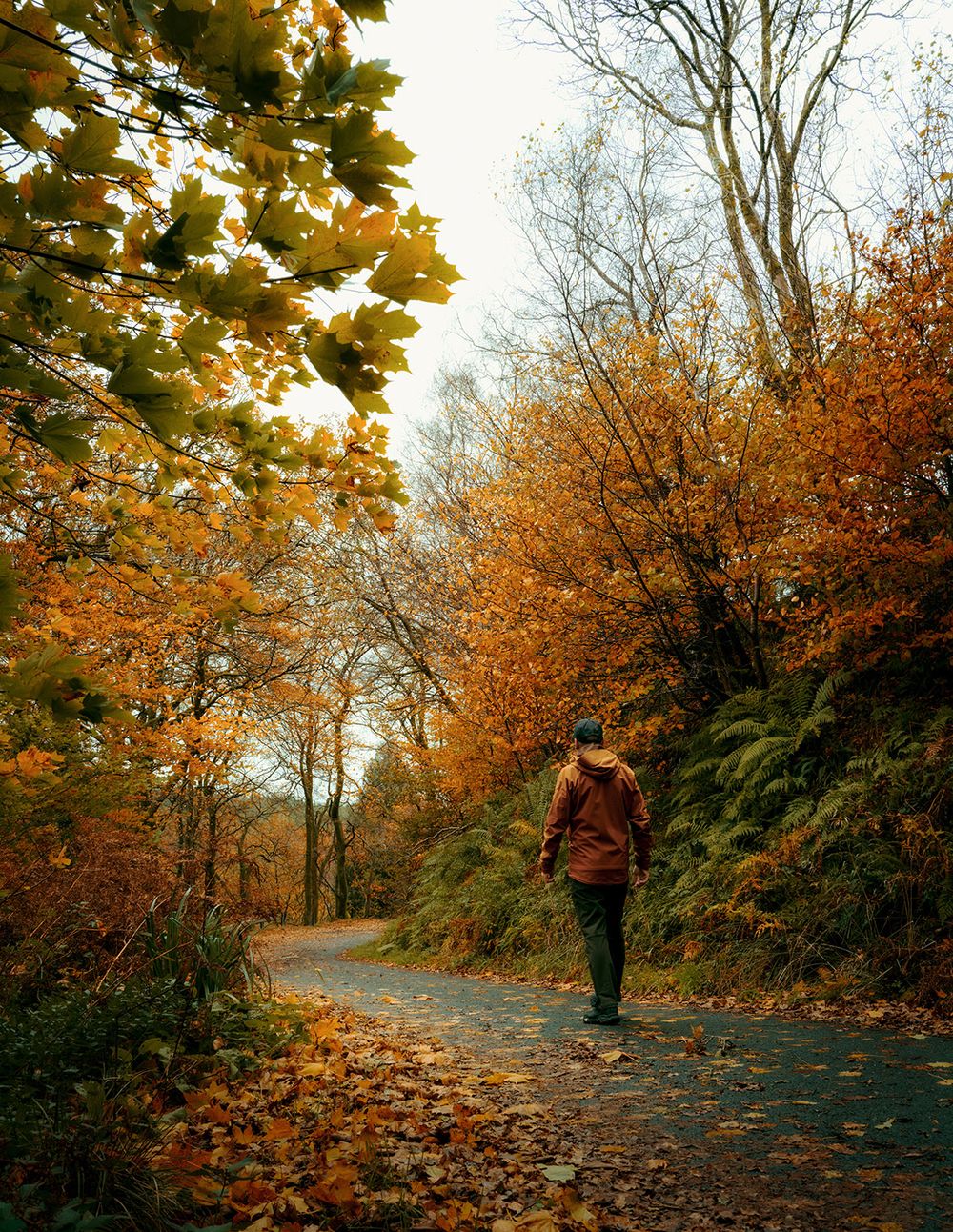 A forest path covered in golden autumn leaves winds through trees on a misty fall morning.