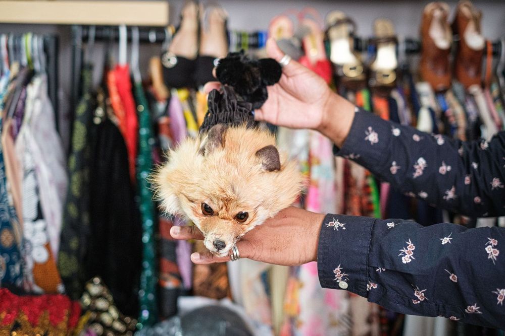 A small dog being groomed at a pet salon with clothing and accessories visible in the background.