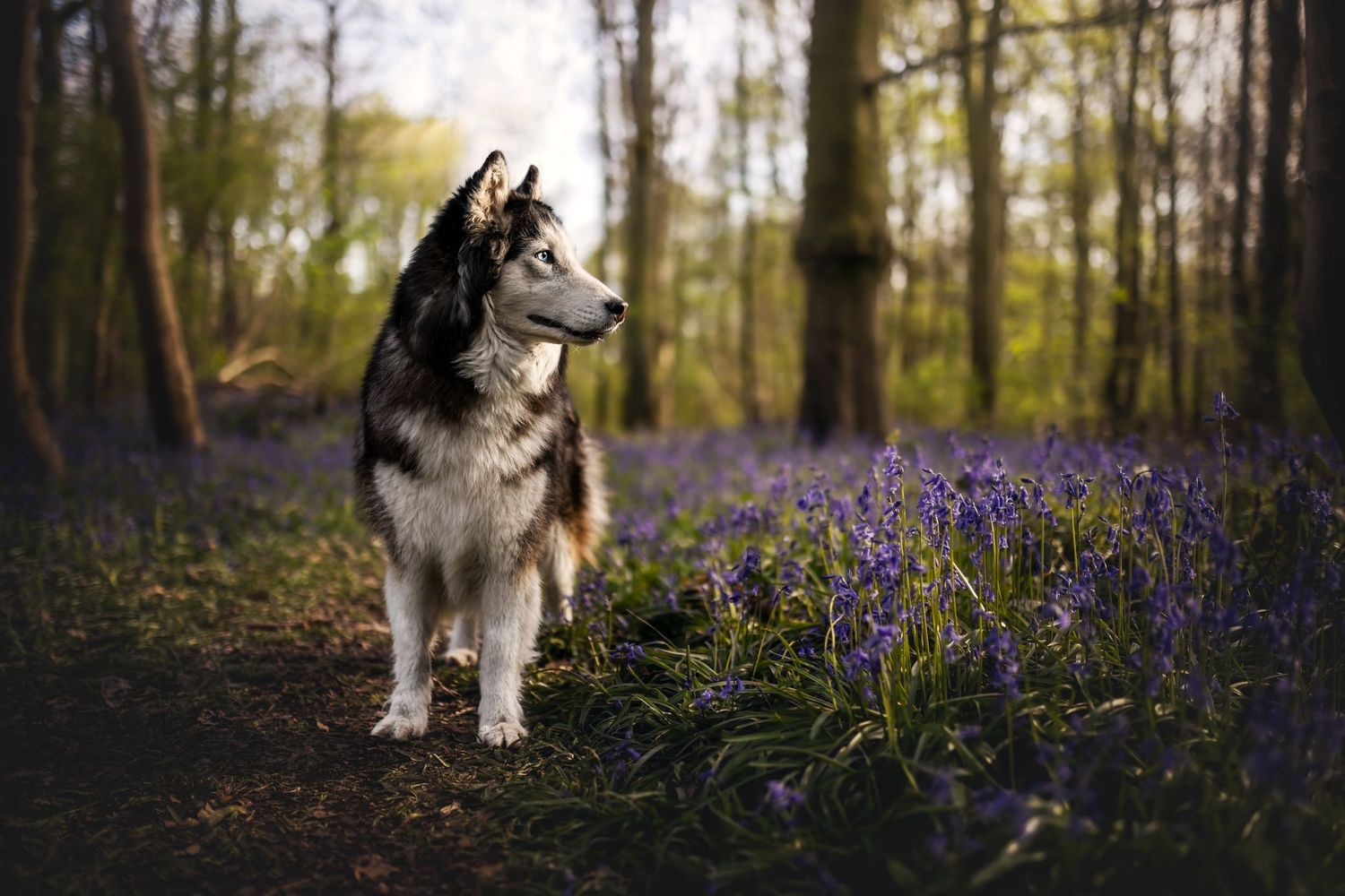 Husky dog standing among blooming purple bluebells in spring forest.