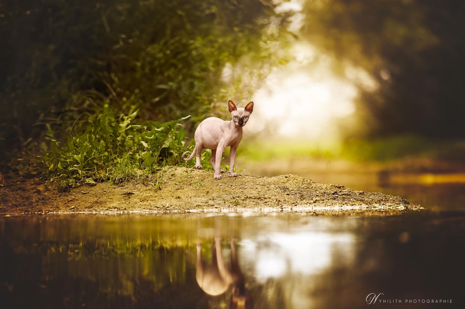 Chat de race Shynx posant fièrement au bord de l'eau pendant sa séance photo félin avec Nyhilith Photographe à Verdun en Meuse