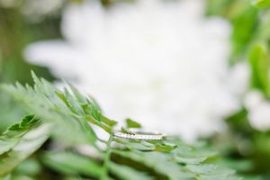Macro shot of green leaves with soft white bokeh background creating a dreamy nature scene.