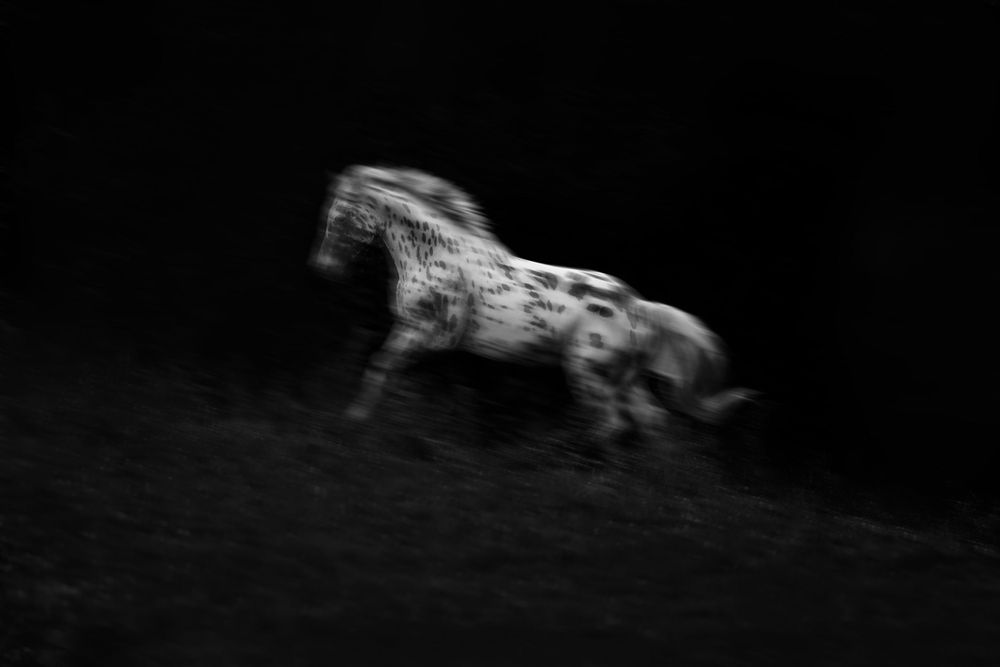 Motion blur photograph of horse running in dark artistic composition.
