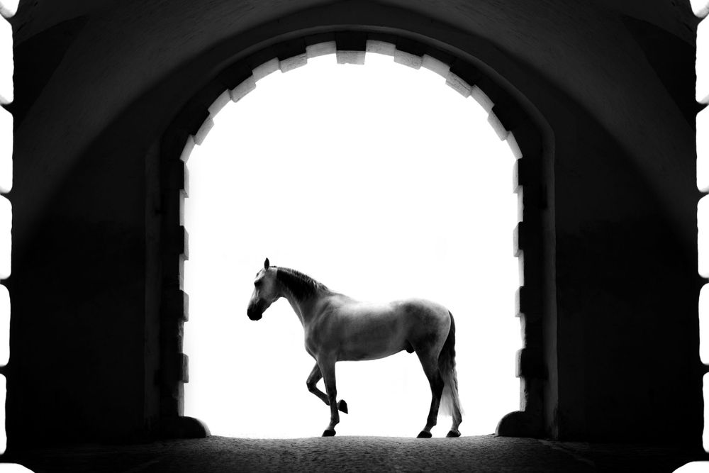 Silhouette of a horse standing in an arched doorway against bright background.