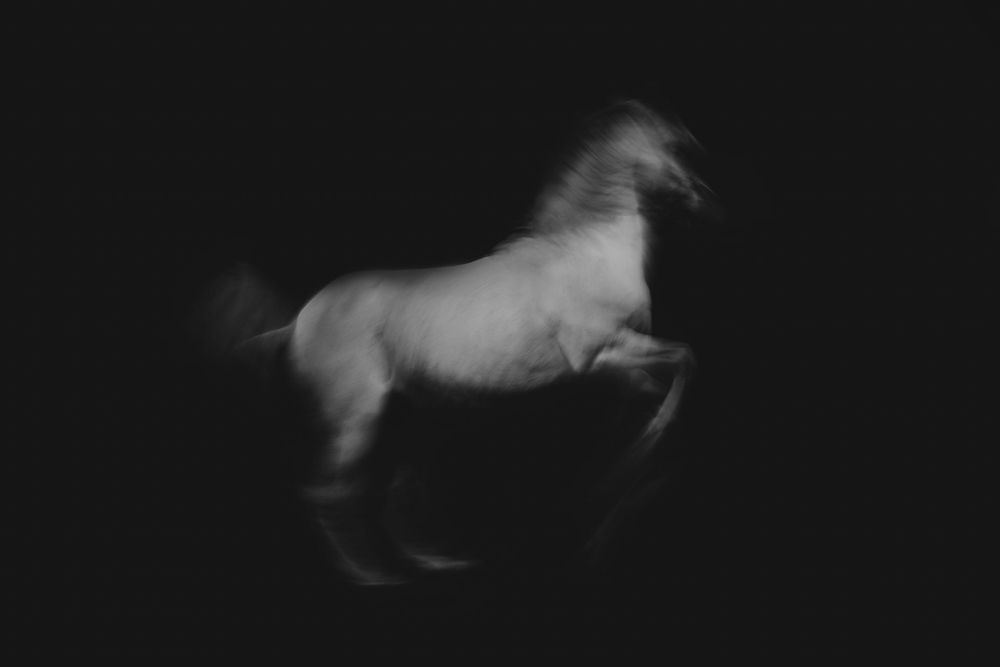 Blurred motion capture of a white horse leaping through darkness.