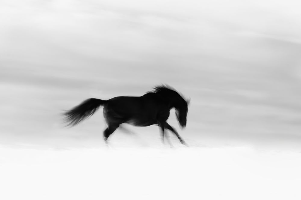 Minimalist black and white silhouette of a horse running against a light background.