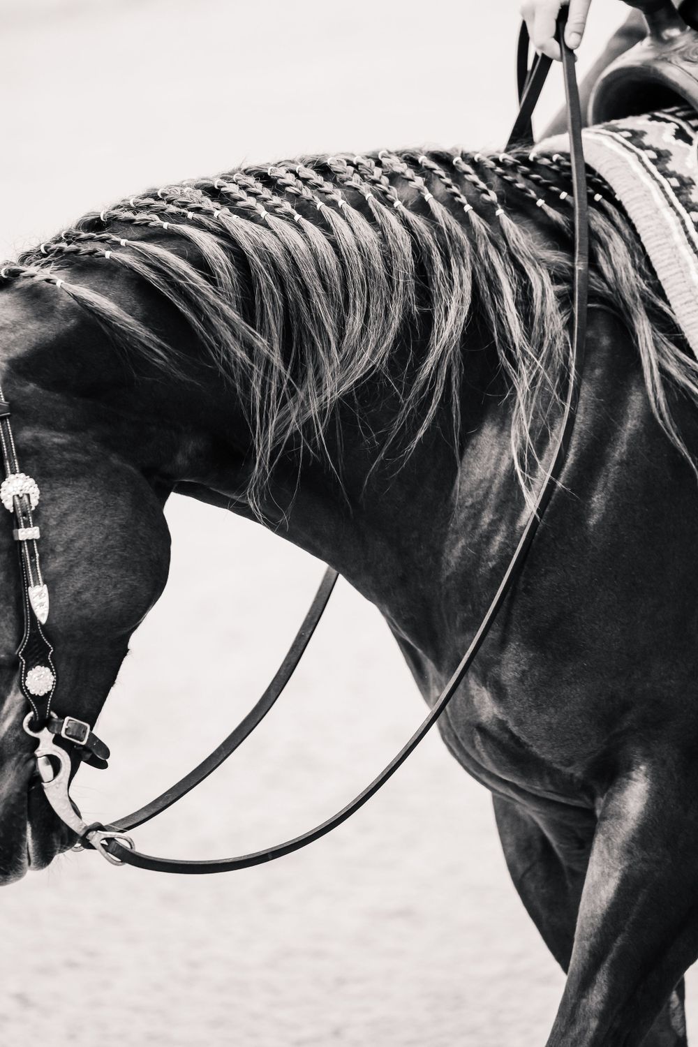 Close-up black and white detail of braided horse mane and leather bridle equipment.
