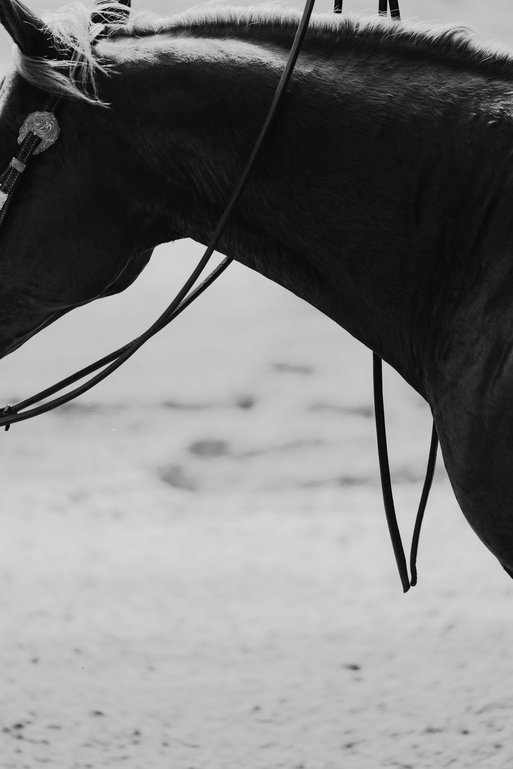 Side profile of horse's neck and bridle in stark black and white contrast.