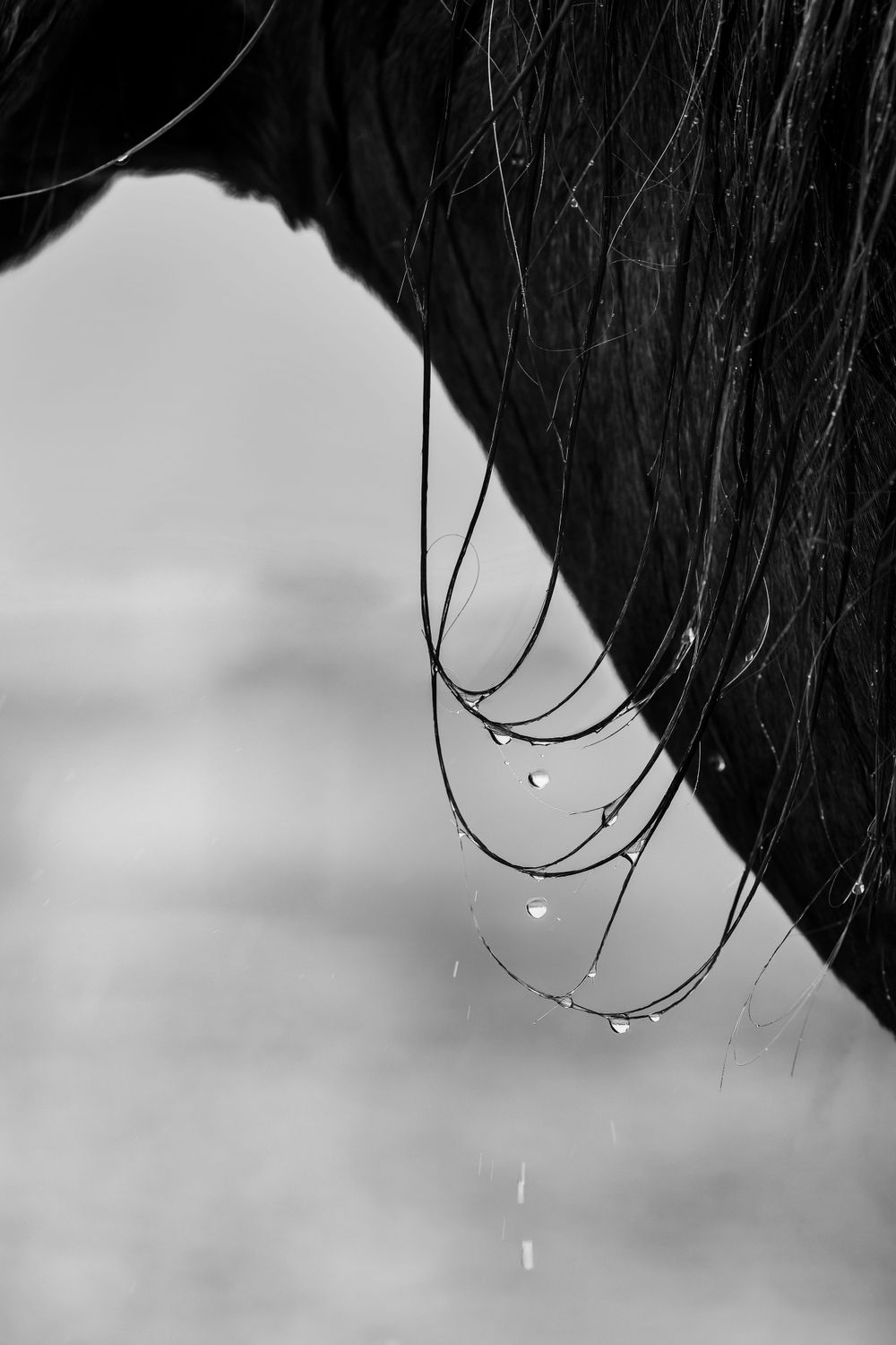 Black and white macro shot of horse mane with water droplets.