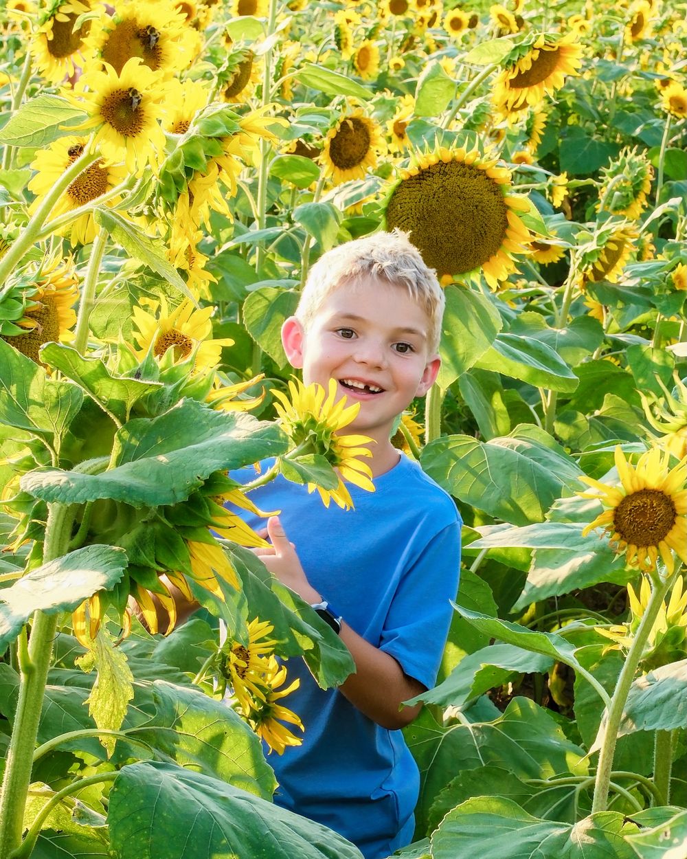 Child in blue shirt poses joyfully among tall yellow sunflowers.