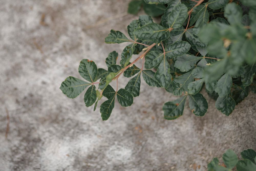 Detail of greenery along the shoreline of lake ontario.