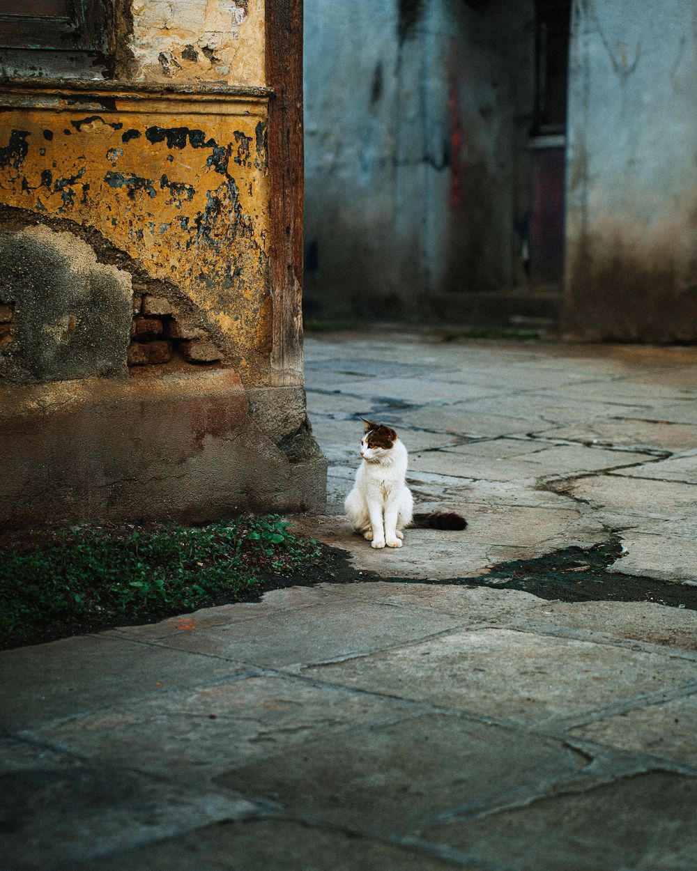 Black and white cat sitting alone on weathered stone pavement near old walls.