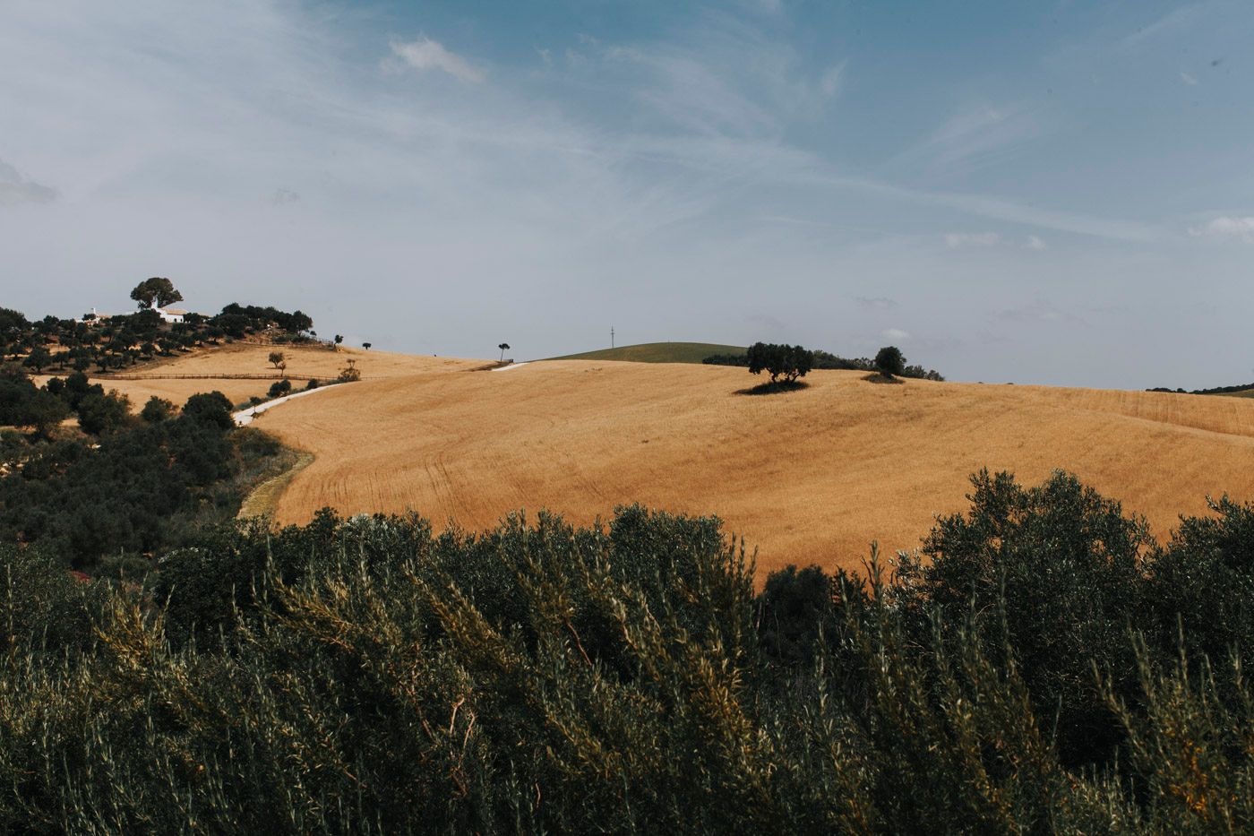 Rolling golden hills with scattered trees and bushes against a blue sky in the Tuscan countryside.
