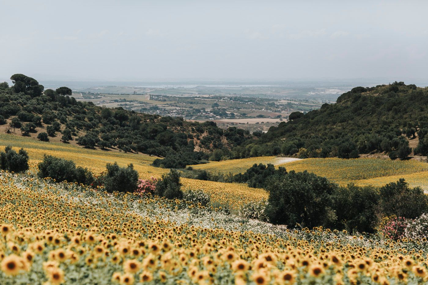 Rolling hills covered with sunflower fields and scattered trees extend into a misty Mediterranean landscape.