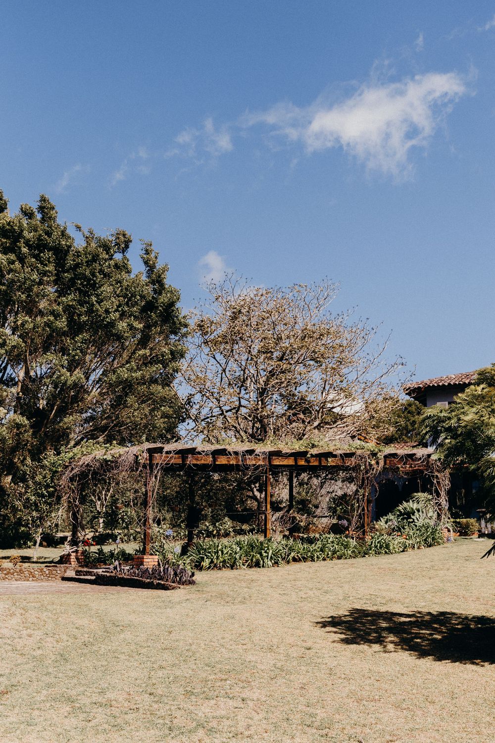 Rustic pergola covered in vines stands in a sunny garden with tall trees and blue sky backdrop.