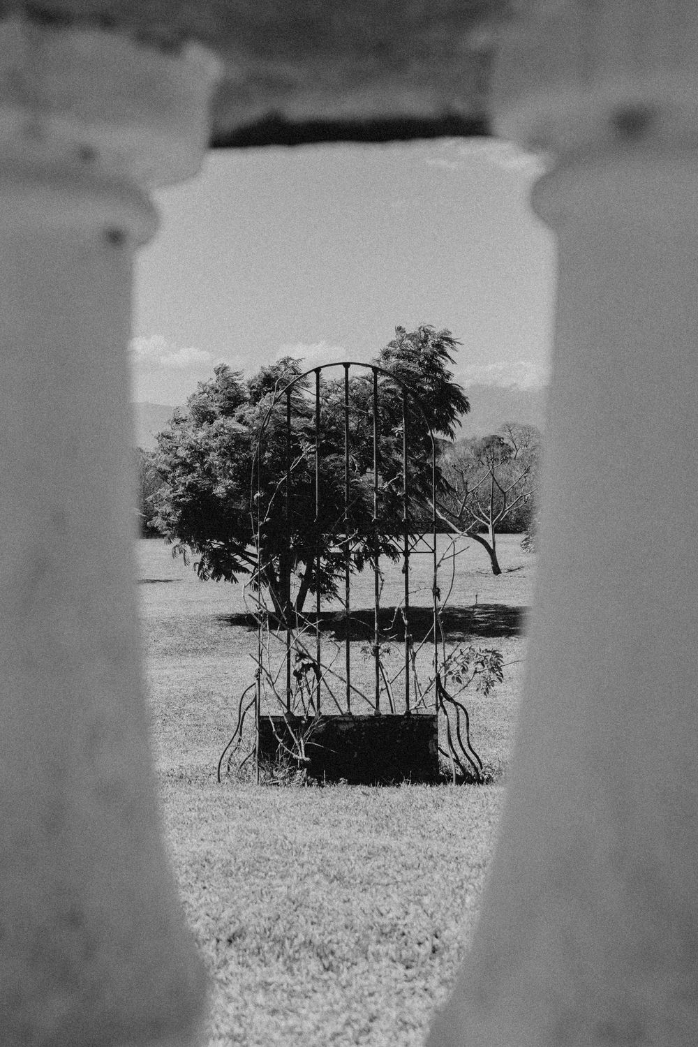 Black and white photo of an ornate iron gate framed by stone pillars, with a lush tree visible in the background.