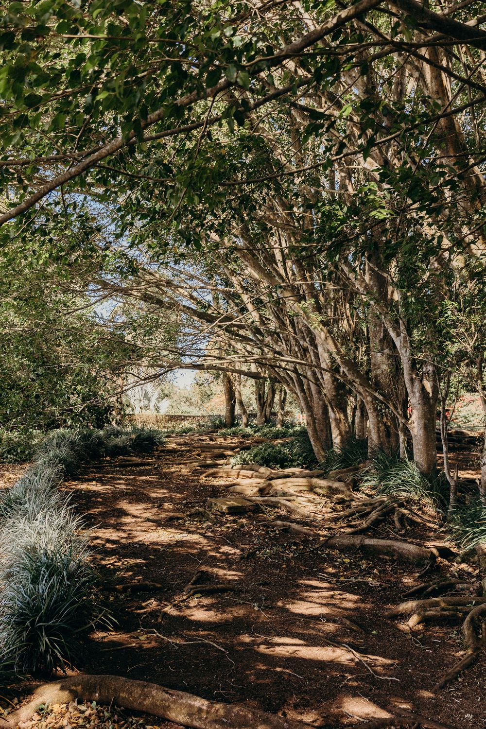 Sunlit forest path with tall trees forming a natural canopy over red-brown earth and lush green undergrowth.