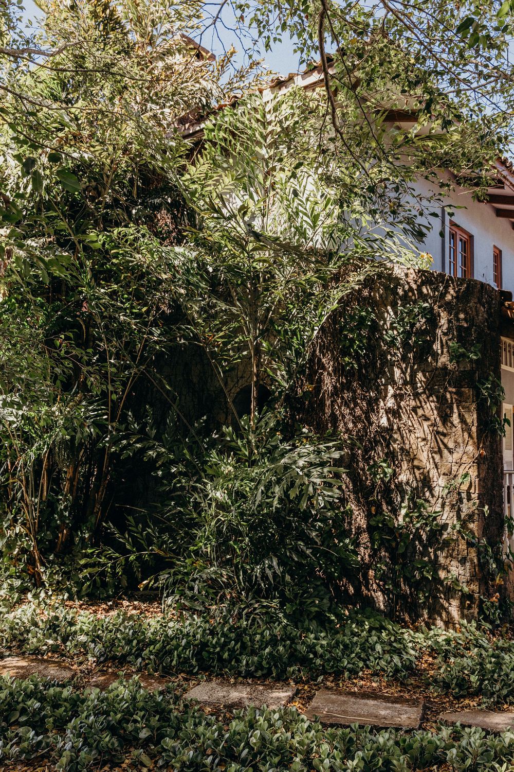 Lush green ivy and shrubs covering a stone wall beside a white house with red shutters.