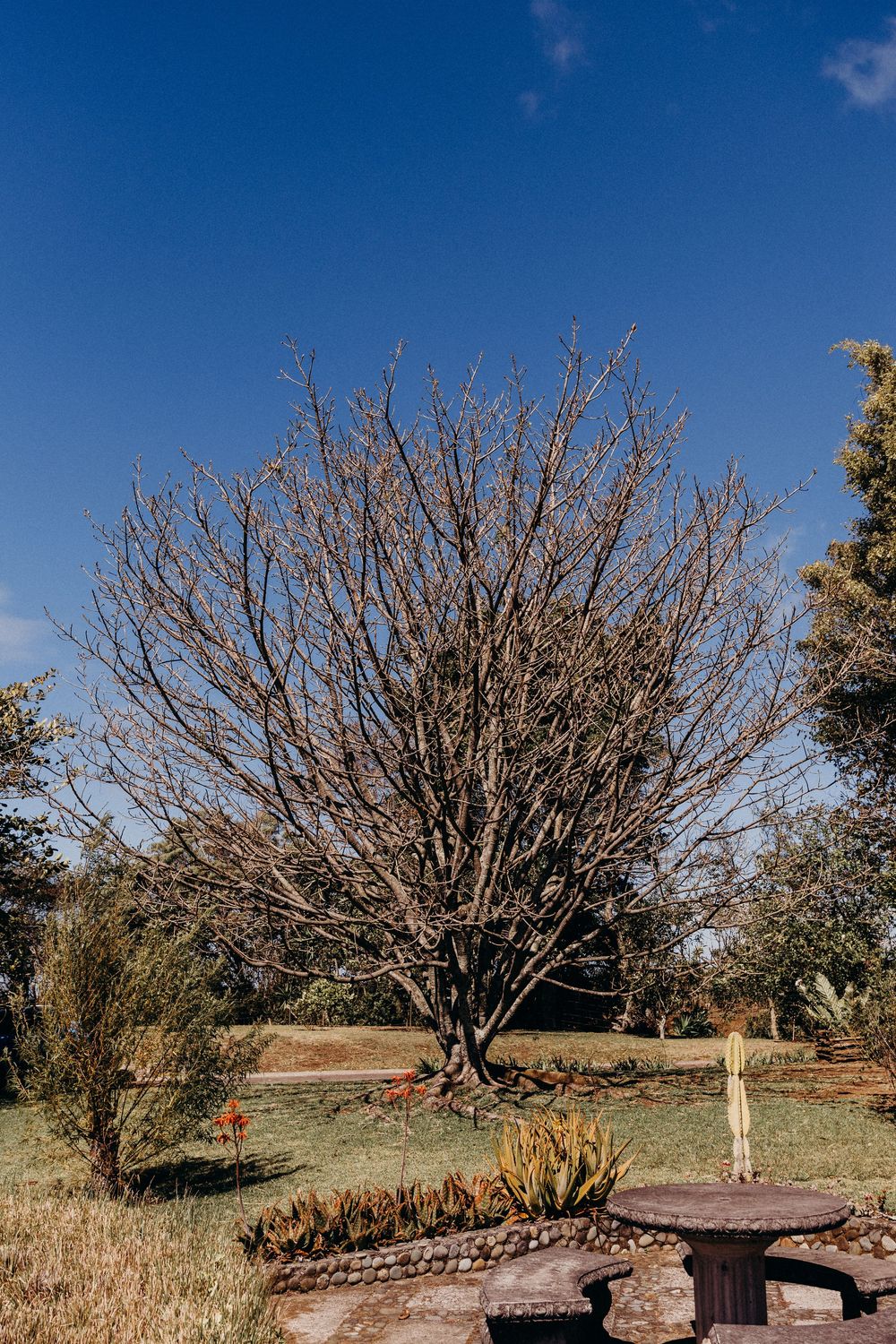 Bare leafless tree in a sunny garden with stone table, green grass, and deep blue sky backdrop.