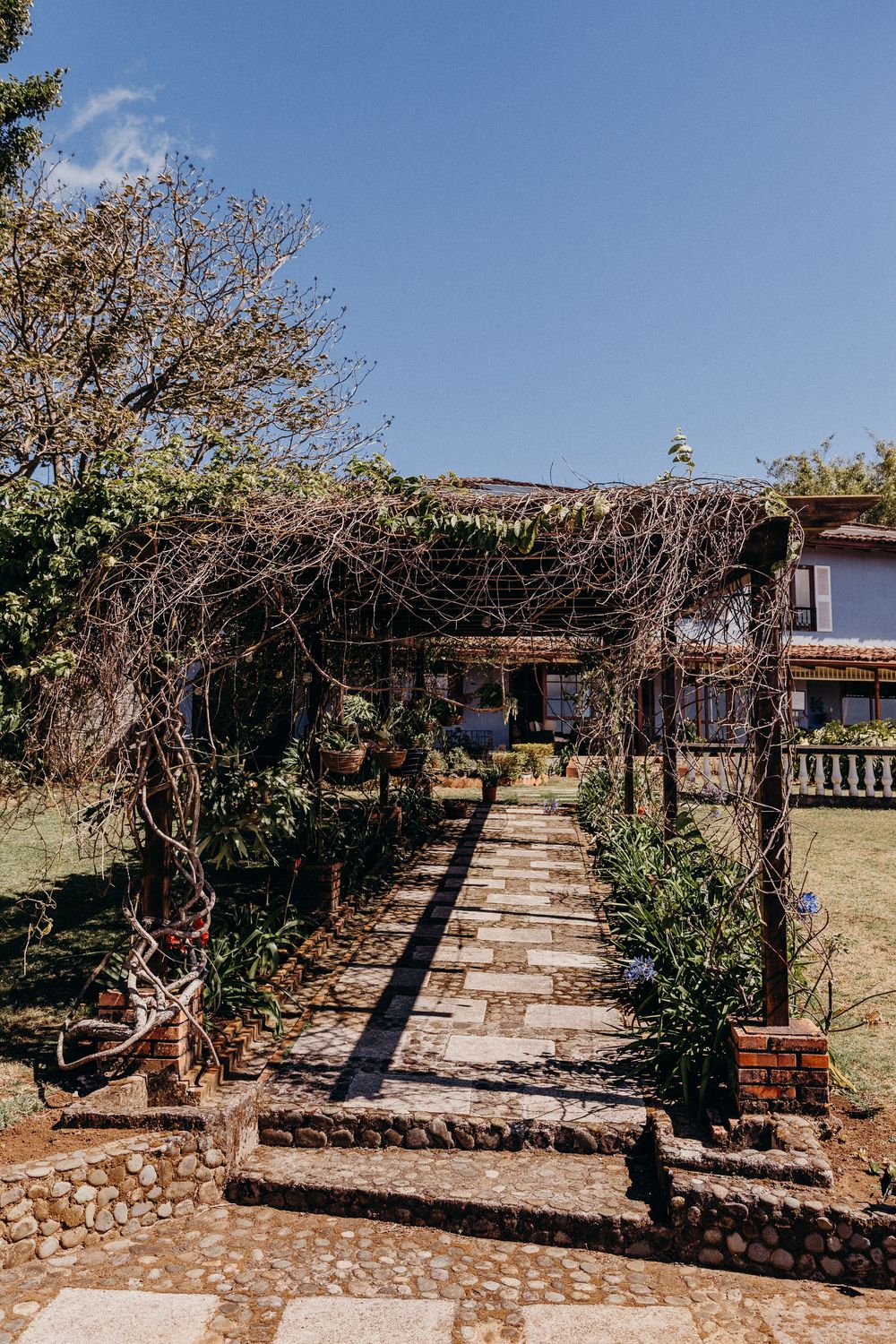 Stone pathway leading through a rustic vine-covered pergola to a charming countryside house under a clear blue sky.