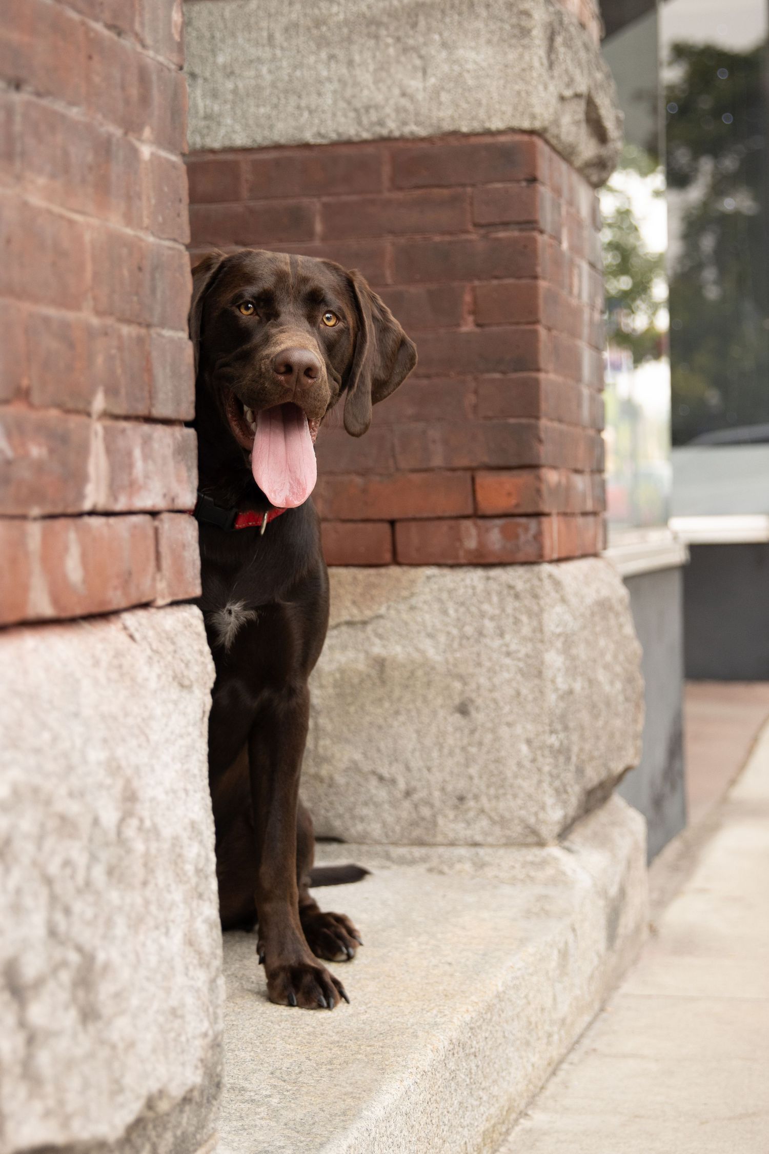 Chocolate lab puppy peeks playfully around brick corner with tongue out and happy expression.