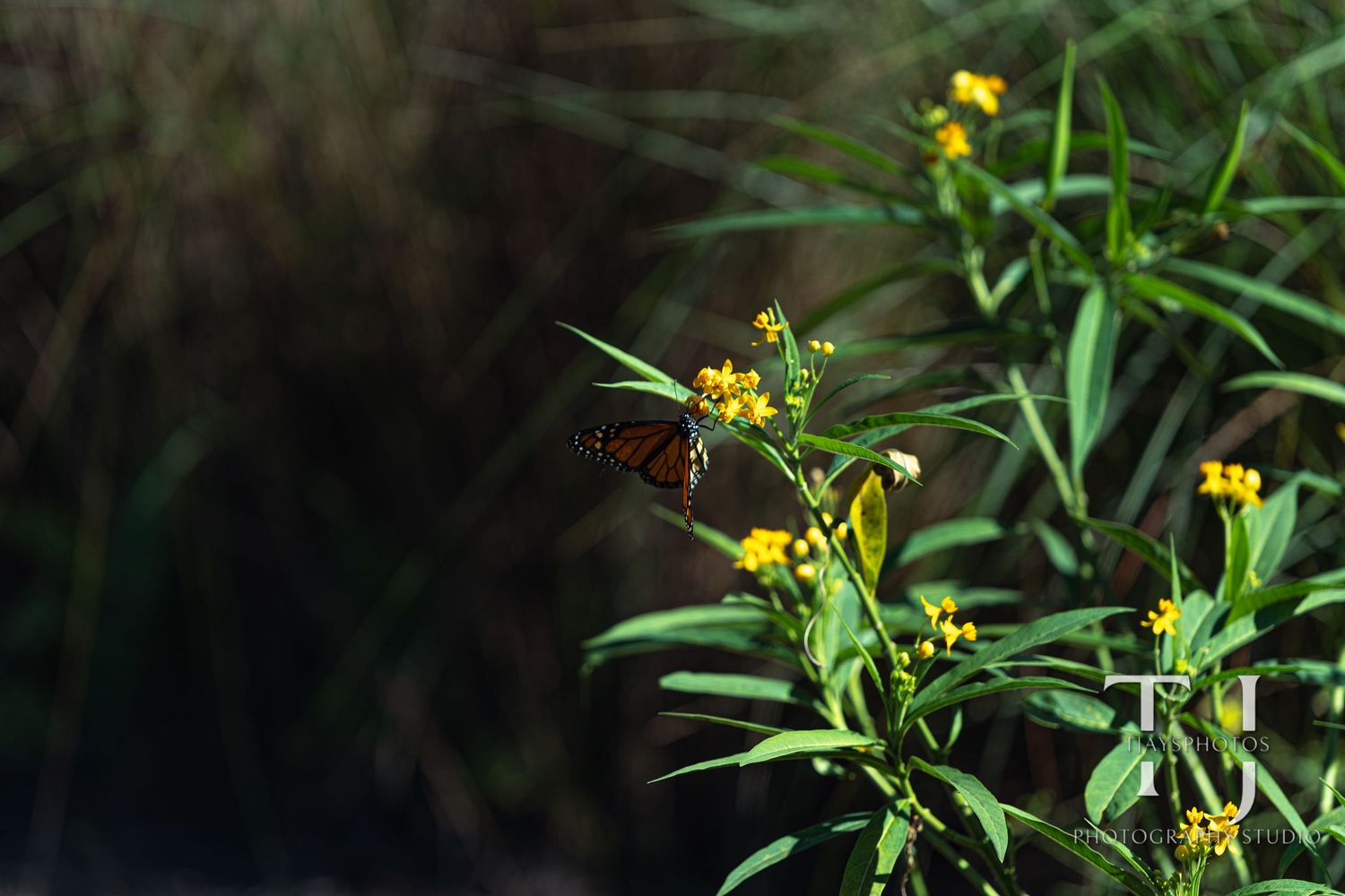 Monarch butterfly perched on bright yellow wildflowers surrounded by lush green foliage.