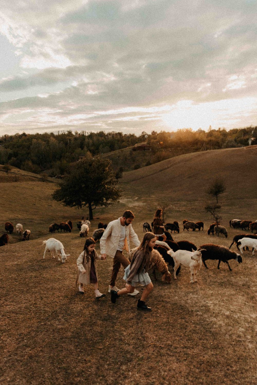 People playing with goats on a hillside farm during a beautiful sunset.