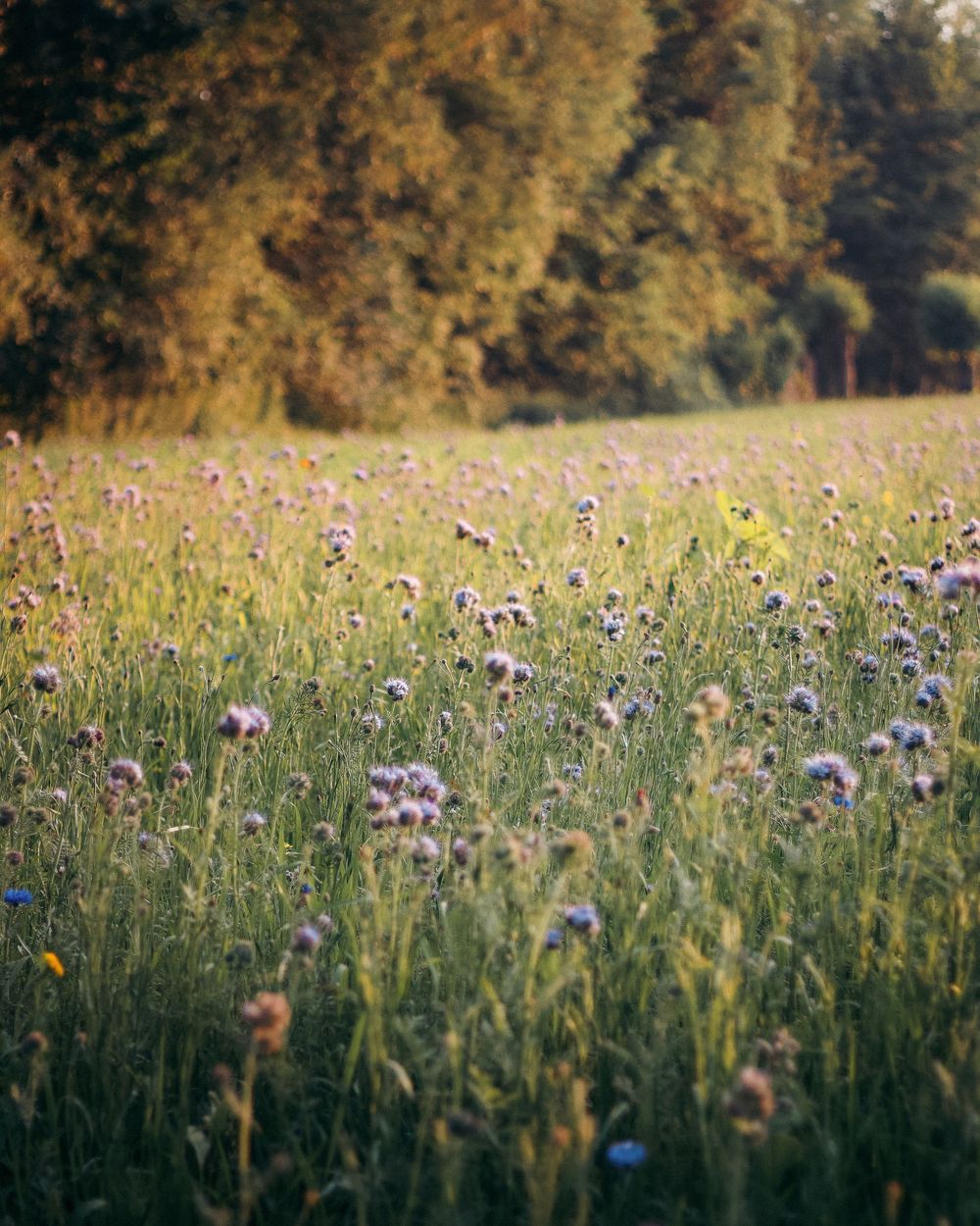 Wildflowers in Knokke at golden hour, Belgium, photography