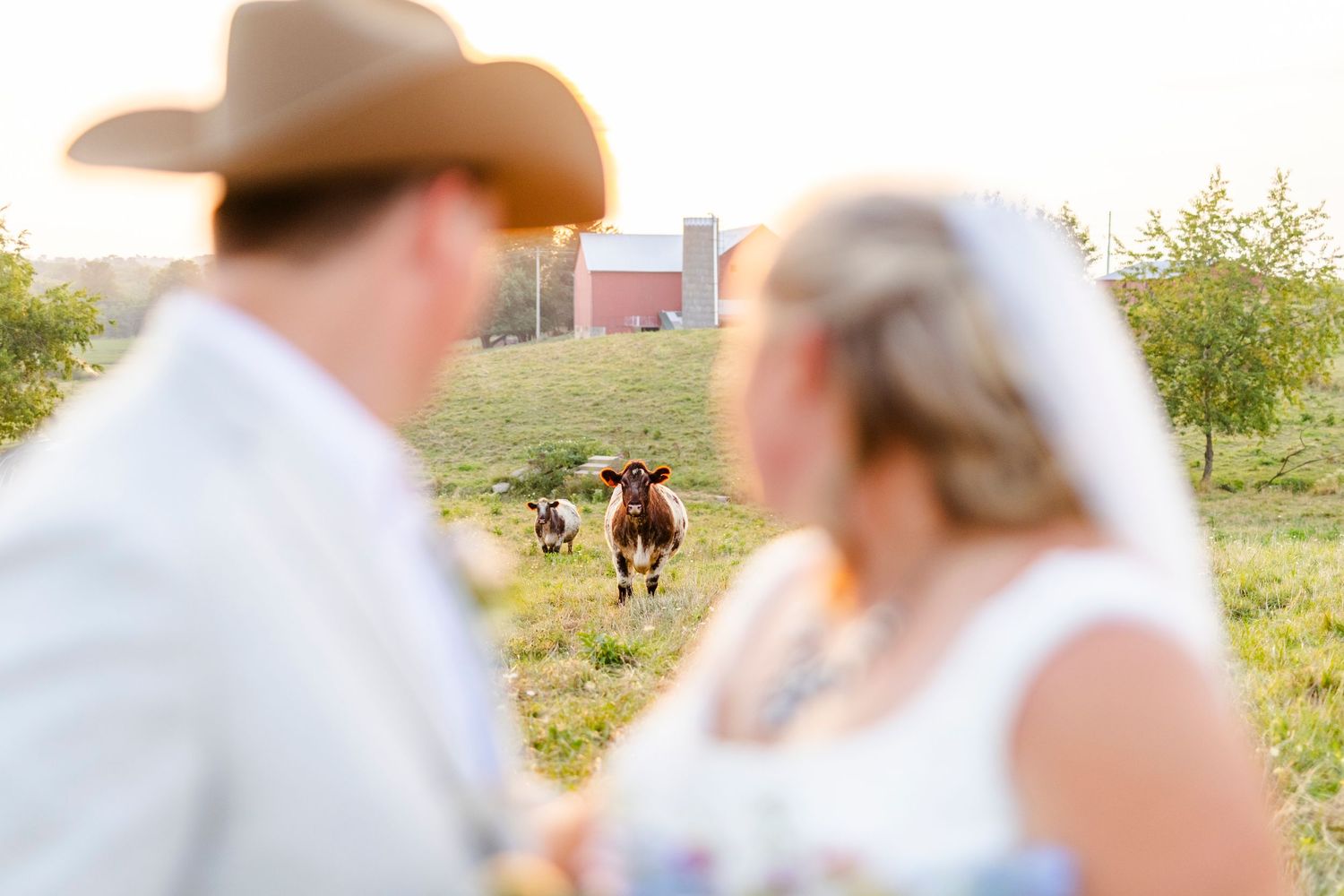 A bride and groom in focus with a curious longhorn cow photobombing their rustic farm wedding portrait at golden hour.