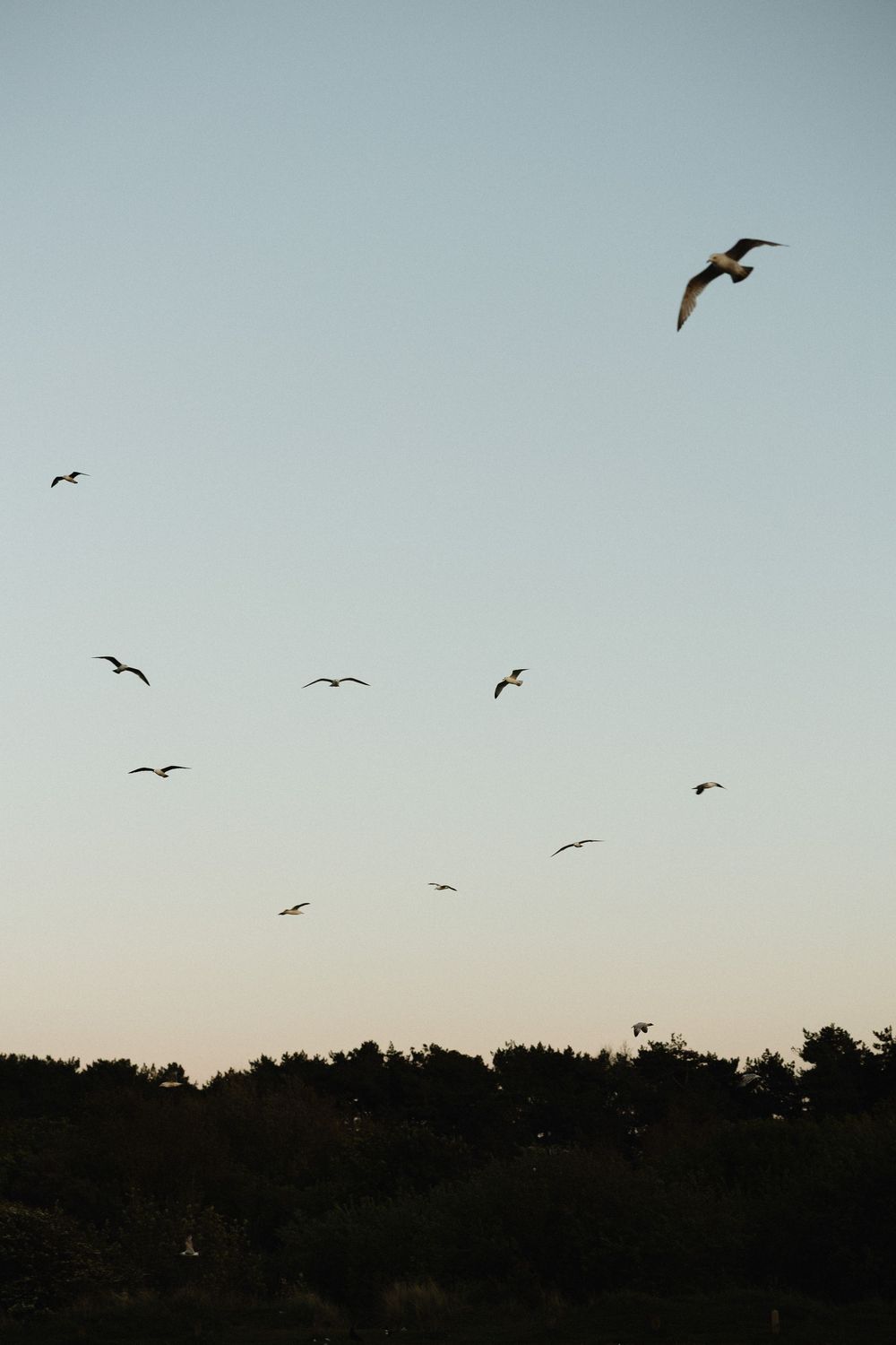 Silhouette of birds flying over dark treetops against a clear dusk sky.