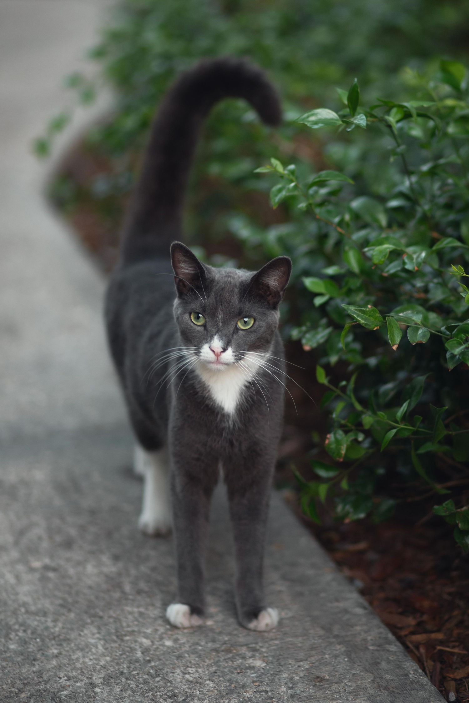 Cat portrait in Miami