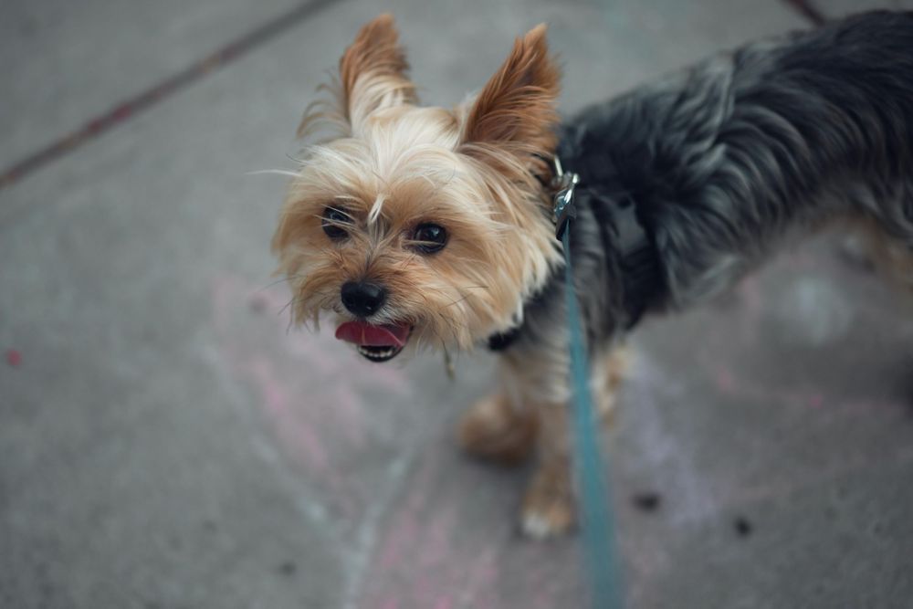 Yorkie dog portrait in Miami