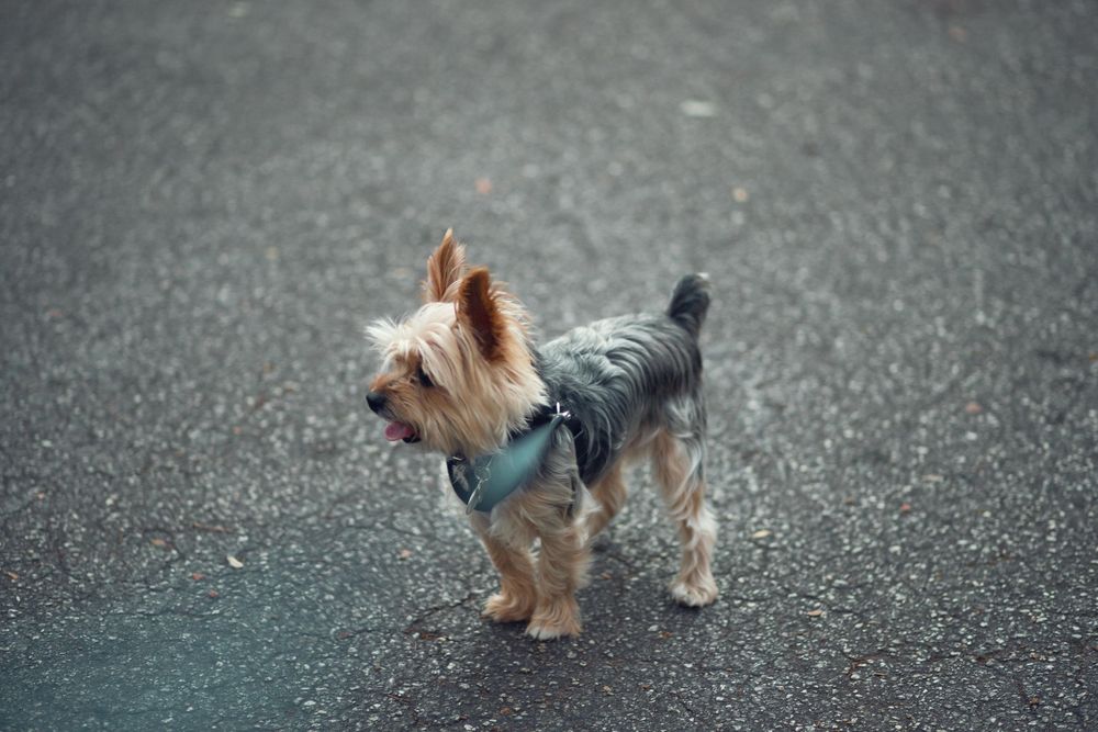Yorkie dog portrait in Miami