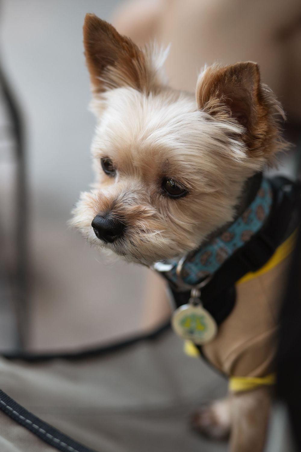 Yorkie dog portrait in Miami