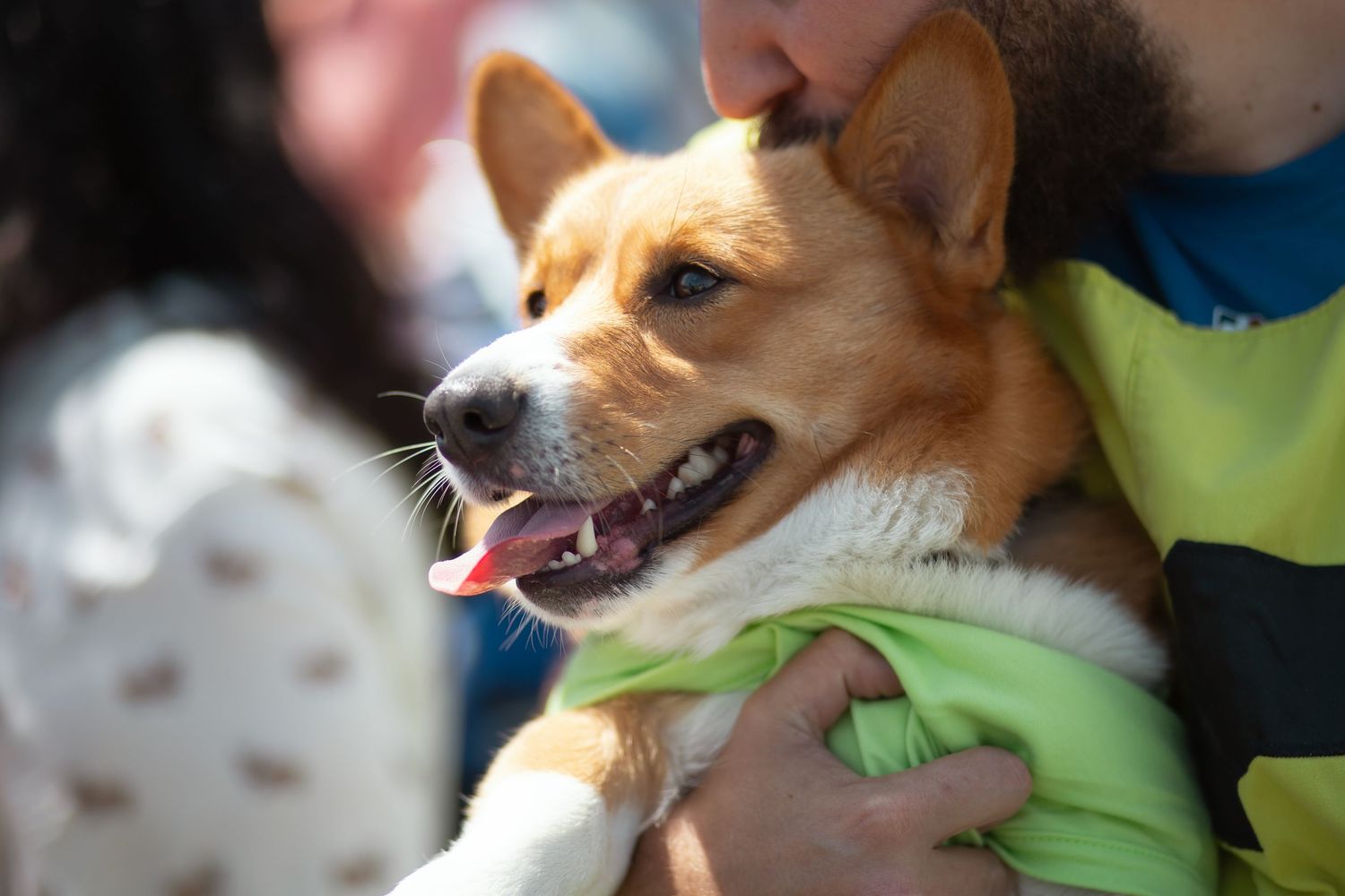 Owner kissing dog at Corgi Dash dog race at Gulfstream Park in Hallandale Beach