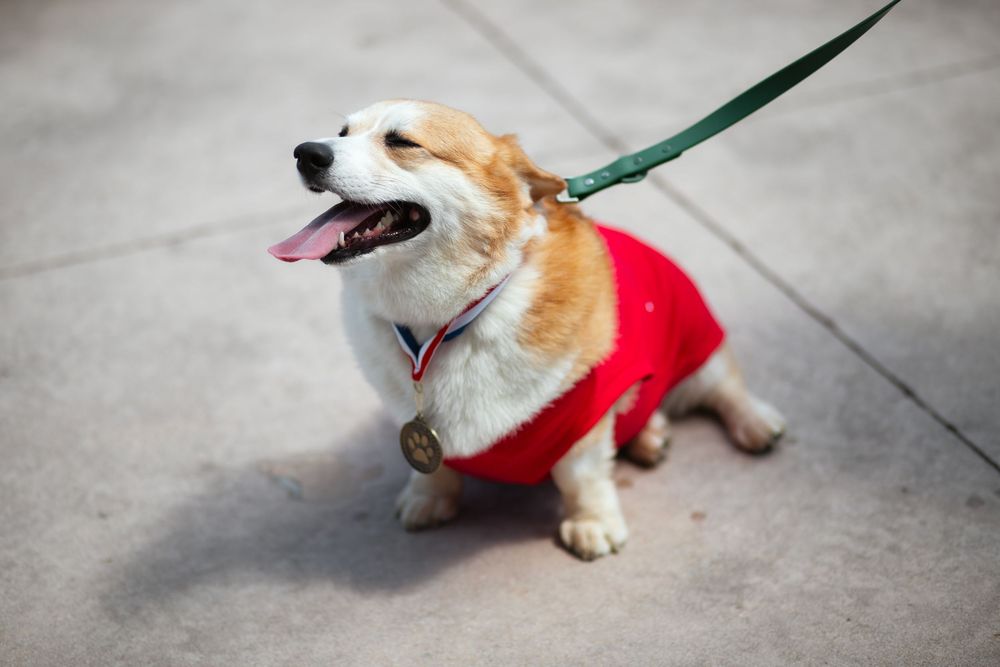 Dog portrait at Corgi Dash dog race at Gulfstream Park in Hallandale Beach